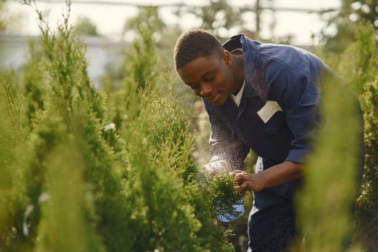 Man pruning a bush in a garden setting
