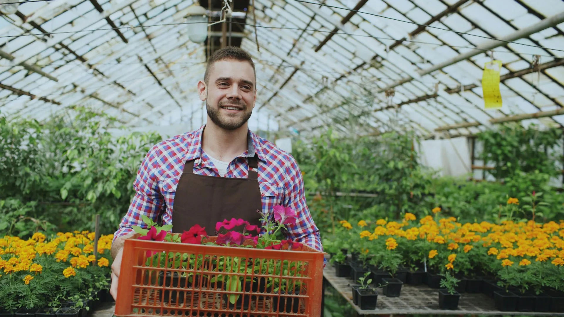 Man in a greenhouse holding a crate of potted plants